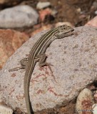 Sonoran Spotted Whiptail Lizard, Aspidoscelis sonorae, Cave Creek, AZ, 8-17-15, Jpa_6211.jpg
