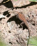 Yarrows Spiny Lizard juvenile, Sceloporus jarrovii, Cave Creek, AZ, 8-17-15, Jpa_6270.jpg