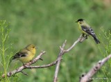 American & Lesser Goldfinches, Madera Canyon, AZ, 8-23-15, Jap_0978-9.JPG