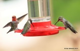 Annas left, Black-chinned & Broad-billed right Hummingbird males, Portal, AZ, 8-16-15, Jpa_5782.JPG