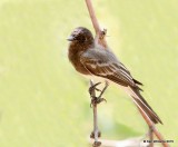 Black Phoebe, Sweetwater Wetland, Tucson, AZ, 8-24-15, Jpp_2199.JPG