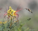 Black-chinned Hummingbird female on Bird of Paradise, Cave Creek Ranch, AZ, 8-16-15, Jp_5150.JPG
