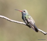 Broad-billed Hummingbird immature male, Madera Canyon, AZ, 8-23-15, Jp_0911.JPG