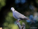 Eurasian Collared Dove, Battistes B&B, Hereford,  AZ 8-20-15, Jp_8302.JPG