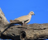 Eurasian Collared Dove, Battistes B&B, Hereford, AZ, 8-21-15, Jp_9070.JPG