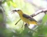 Hooded Oriole female, Madera Canyon, AZ, 8-23-15, Jp_1521.JPG