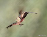 Lucifer Hummingbird male, Ash Canyon B&B, Herford, AZ, 8-21-15, Jp_9842.JPG