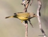 MacGillivrays Warbler female, Ash Canyon B&B, Herford, AZ, 8-21-15, Jp_9338.JPG