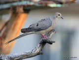 Mourning Dove, Battistes B&B, Hereford, AZ, 8-20-15, Jp_8244.JPG