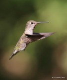 Annas Hummingbird female, Madera Canyon, AZ, 8-23-15, Jp_1173.JPG