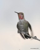 Annas Hummingbird immature male, Portal, AZ, 8-15-15, Jp_4749.JPG