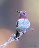 Annas Hummingbird male, Battistes B&B, Hereford, AZ, 8-20-15, Jp_8294.JPG