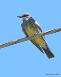 Cassins Kingbird, Paradise, AZ, 8-19-15, Jp_7897.JPG