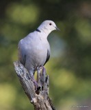 Eurasian Collared Dove, Battistes B&B, Hereford,  AZ, 8-20-15, Jp_8298.JPG