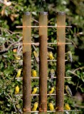 Lesser Goldfinch - Western form - at feeder, Madera Canyon, AZ, 8-23-15, Jp_1088.JPG