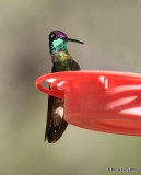 Rivolis Hummingbird male, Paradise, AZ, 8-18-15, Jp_7377.JPG