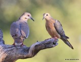 White-winged Dove & Mourning Dove, Battistes B&B, Hereford,  AZ, 8-20-15, Jp_8379.JPG