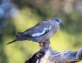 White-winged Dove, Battistes B&B, Hereford, AZ, 8-21-15, Jp_9021.JPG