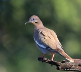 White-winged Dove, Battistes B&B, Hereford, AZ, 8-21-15, Jp_9034.JPG