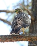 Red-tailed Hawk - Fuertess juvenile, Barfoot Park, AZ, 8-18-15, Jpp_7139.JPG