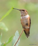 Rufous Hummingbird female, Bosque del Apache National Wildlife Refuge, 8-26-15, Jp_2972.JPG