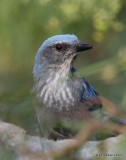 Western Scrub-jay, Portal, AZ, 8-16-15, Jp_4976.JPG