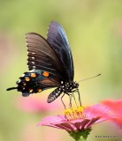 Pipevine Swallowtail, Rogers County yard, OK, 8-6-15, Jp_32694.JPG