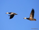 Snow Geese dark adults, Sequoyah Co, OK, 12-18-15, Jp_42062.JPG