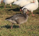 Snow Geese dark juvenile, Sequoyah Co, OK, 12-18-15, Jp_42264.JPG