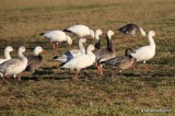 Snow Geese, Sequoyah Co, OK, 12-18-15, Jp_42238.JPG