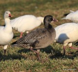 Snow Goose dark juvenile, Sequoyah Co, OK, 12-18-15, Jp_42163.JPG