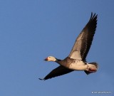 Snow Goose intermediate adult, Sequoyah Co, OK, 12-18-15, Jp_42255.JPG