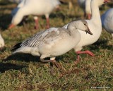 Snow Goose white juvenile, Sequoyah Co, OK, 12-18-15, Jp_42147.JPG