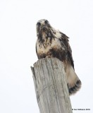 Rough-legged Hawk light-morph female, Osage Co, OK, 1-4-15, Jp_44219.JPG
