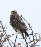 Rough-legged Hawk light-morph male, Osage Co, OK, 1-4-15, Jp_43956.JPG