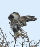 Rough-legged Hawk light-morph male, Osage Co, OK, 1-4-15, Jp_43962.JPG