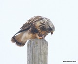 Rough-legged Hawk light-morph female, Osage Co, OK, 1-4-15, Jp_44076.JPG