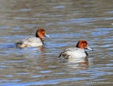 Redhead males, Sequoyah Co, OK, 1-12-16, Jp_45484.JPG