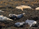 Gray & Harbor Seals, Machias Seal Island, ME, 7-12-15, Jp_2460.JPG