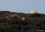 Gray & Harbor Seals, Machias Seal Island, ME, 7-12-15, Jp_2491.JPG