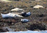 Gray & Harbor Seals, Machias Seal Island, ME, 7-12-15, Jp_2496.JPG