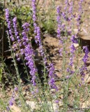 Macombs skyrocket, Ipomopsis macombii, Barfoot Park, AZ, 8-18-15, Jp7_6925.jpg