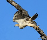 Red-tailed Hawk - Kriders juvenile, Osage Co, OK, 1-28-16, Jpa_46769.jpg