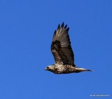 Rough-legged Hawk light-morph male, Osage Co, OK, 1-28-16, Jpa_46815.jpg