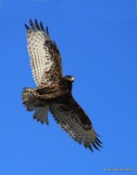 Red-tailed Hawk - Harlans subspecies, dark morph juvenile, Osage Co, OK, 2-6-16, Jpa_47482.jpg