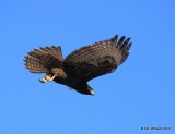 Red-tailed Hawk - Harlans subspecies, dark morph juvenile, Osage Co, OK, 2-6-16, Jpa_47485.jpg