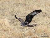 Red-tailed Hawk - Harlans subspecies, light morph juvenile, Noble Co, OK, 2-6-16, Jpa_47354.jpg