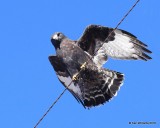 Rough-legged Hawk dark-morph adult male, Osage Co, OK, 2-6-16, Jpa_47604.jpg