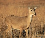 White-tailed Deer, Osage Co, OK, 2-6-16, Jpa_47671.jpg
