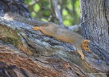 Eastern Fox Squirrel, Frontera Nature Preserve, TX, 02_17_2016, Jpa_09435.jpg